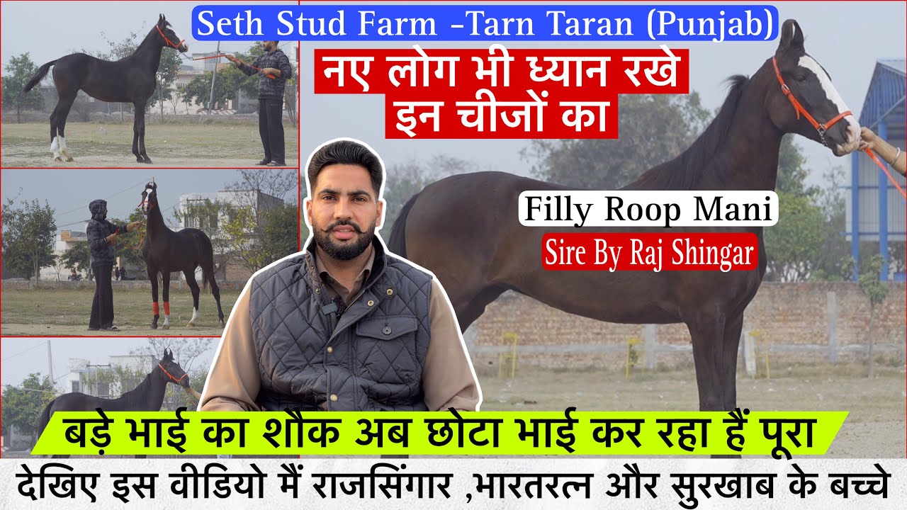 देखिए इस वीडियो मैं राजसिंगार ,भारतरत्न और सुरखाब के बच्चे नए लोगो के साथ ऐसा भी हो सकता हैं !
