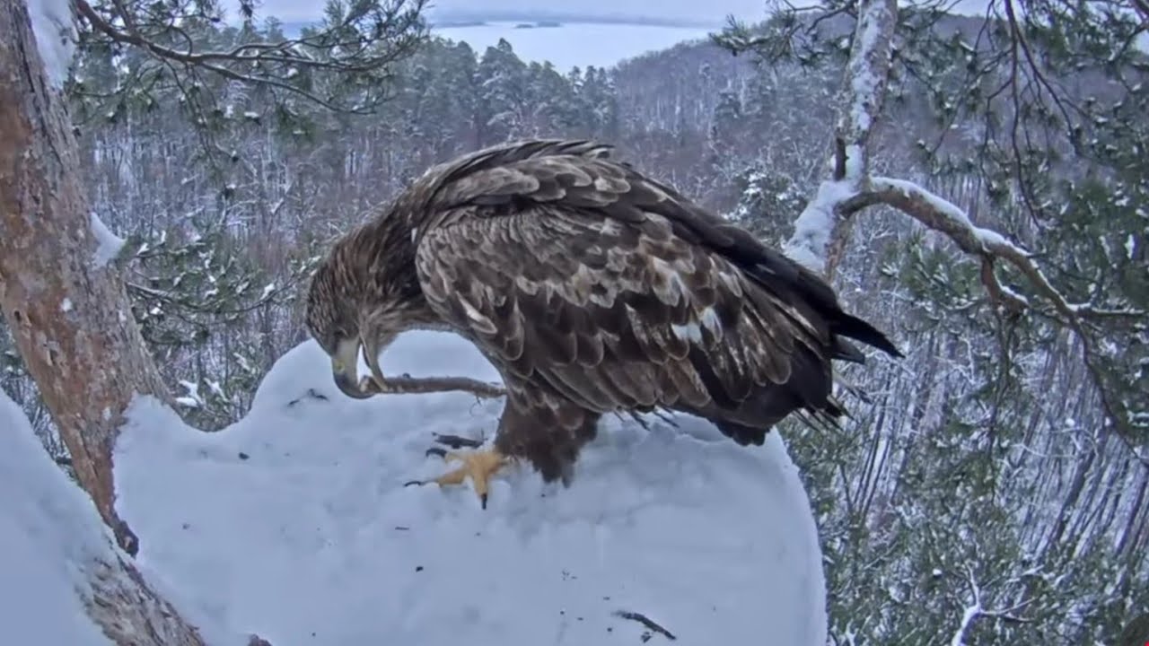 Young eagle visit the nest and tries to chew stick | White-tailed eagles | Mar 1, 26