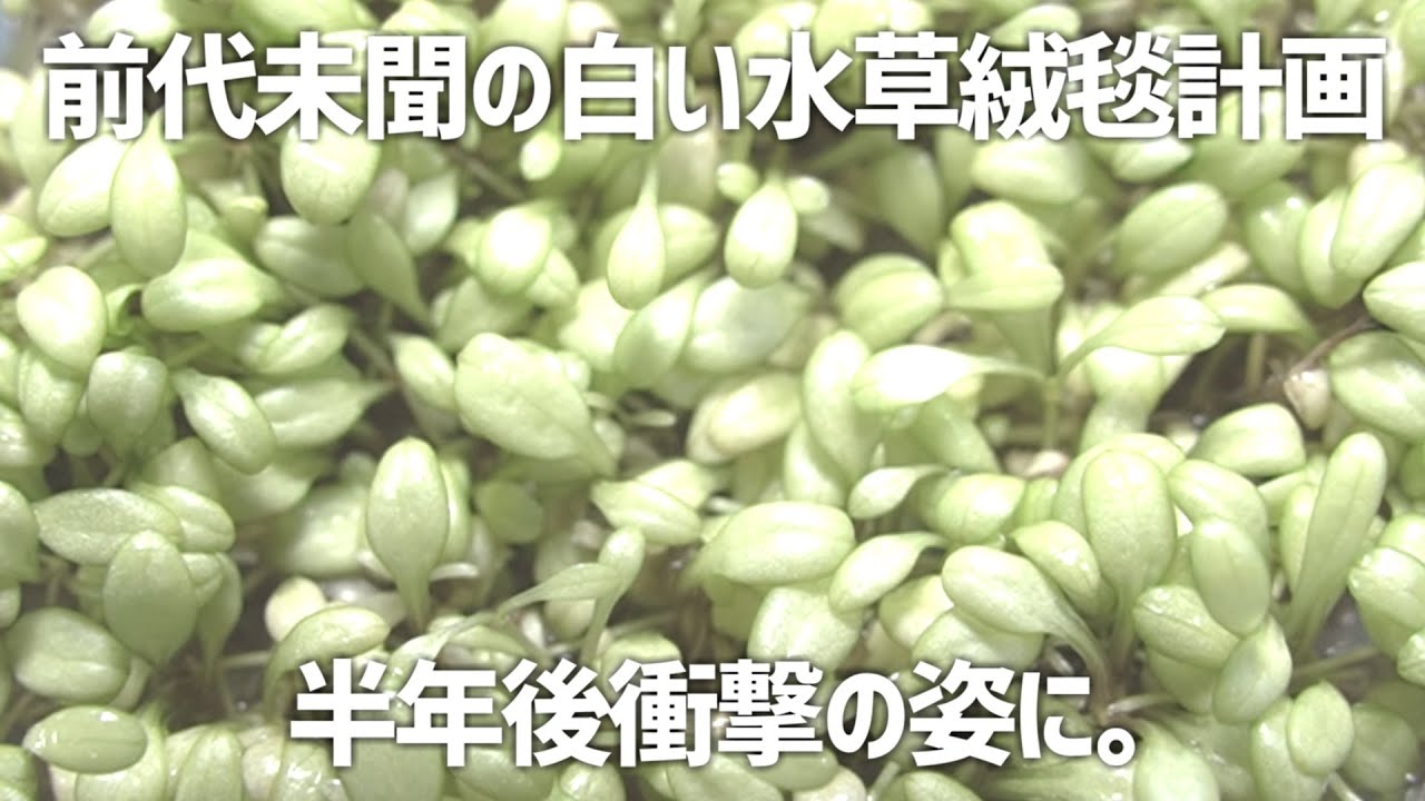 【悲惨】誰もしたことがない白い前景草の絨毯を目指した半年後の姿が。ホワイトグロッソスティグマ。#417【アクアリウム】