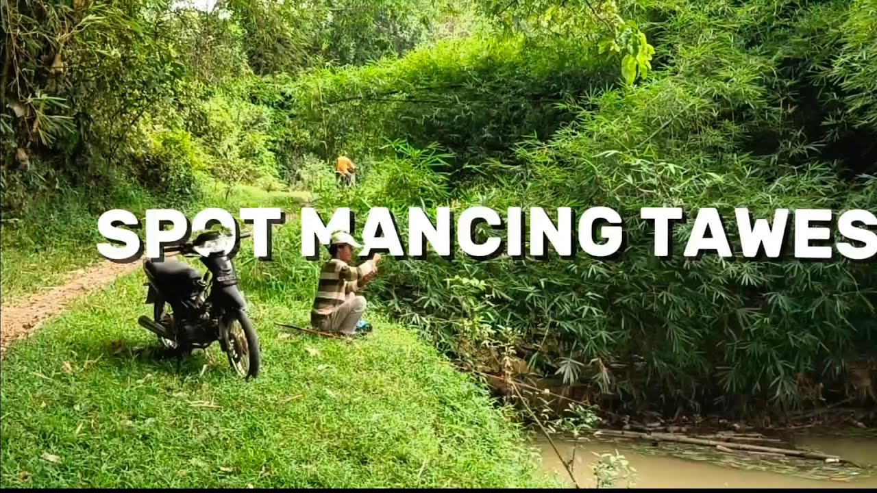 Musim Tawes diBawah Bambu | Spot Mancing 45Lampung Timur
