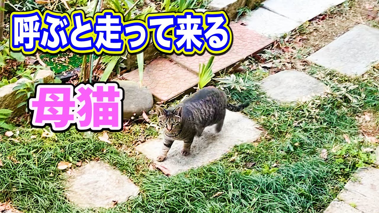 昔のように呼ぶと走って来る母猫に感動 Impressed by the running mother cat when called like in the old days