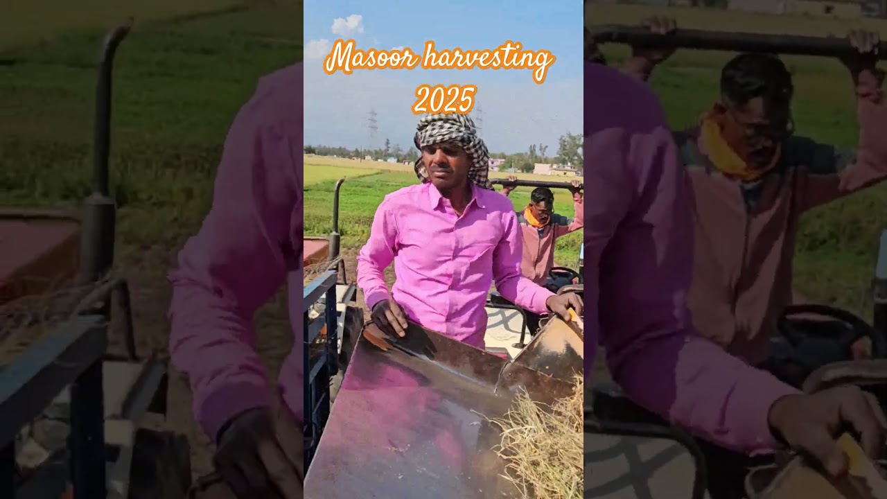 Masoor harvesting 2025 #masoor #harvest #hardwork #shorts
