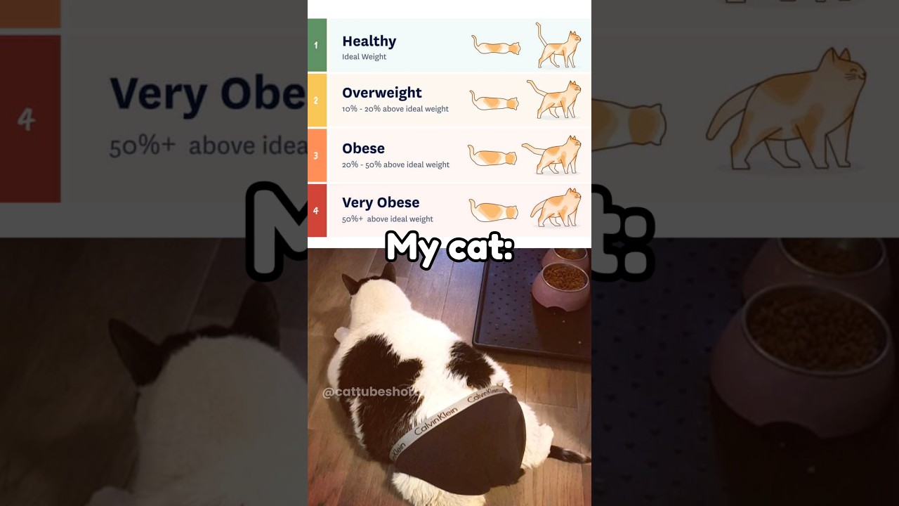 Is he obese?