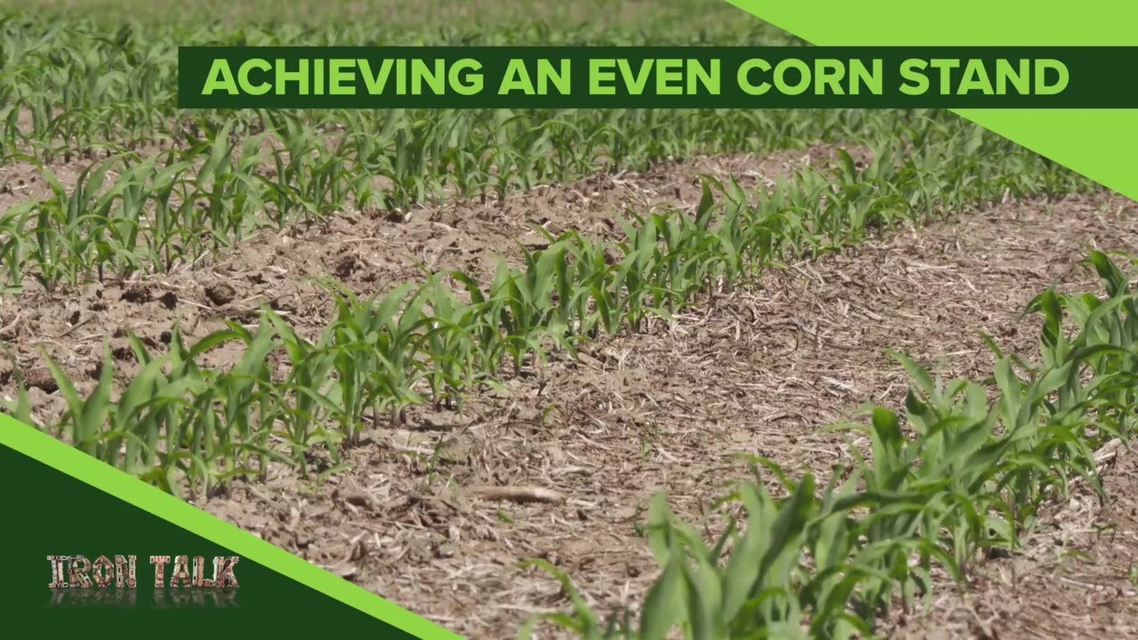 Iron Talk #1114 Uneven Corn (Air Date 8-11-19)