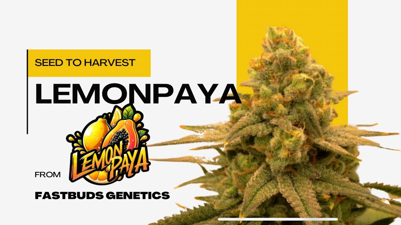 SEED TO HARVEST LEMONPAYA FROM FASTBUD GENETICS
