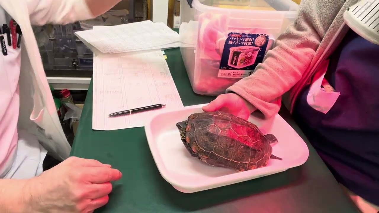 ②クサガメのユメちゃんの診察、体重966g→ 5g↑、治療、点眼点鼻、光線照射療法、お話
