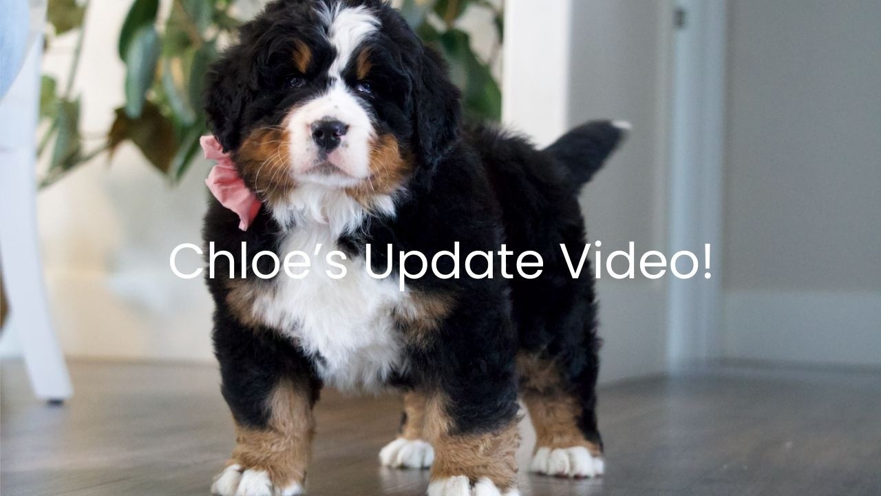 Our Available Mountain Dog, Chloe!