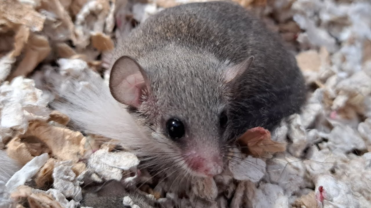 meet all our rodents! 12 exotic rodents! micro squirrels, egyptian spiny mice, hamster, mice, bunny!