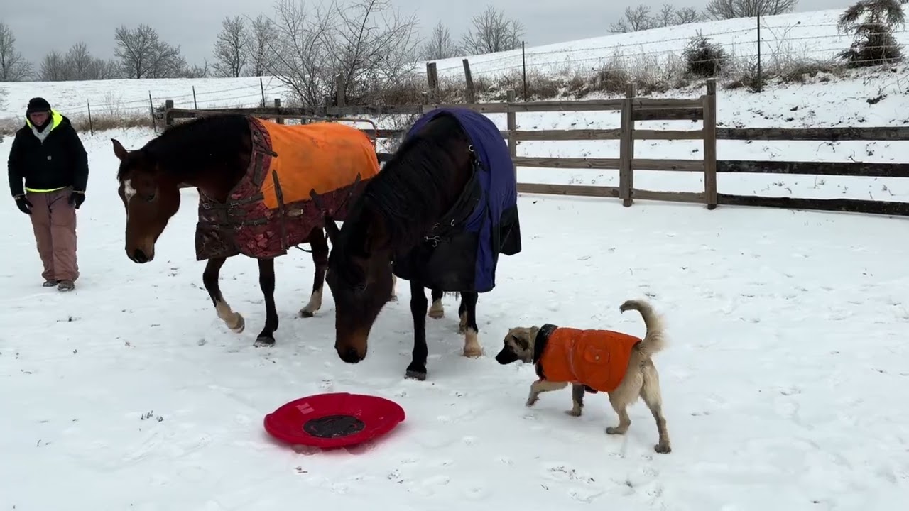 My wild Arabian horses!