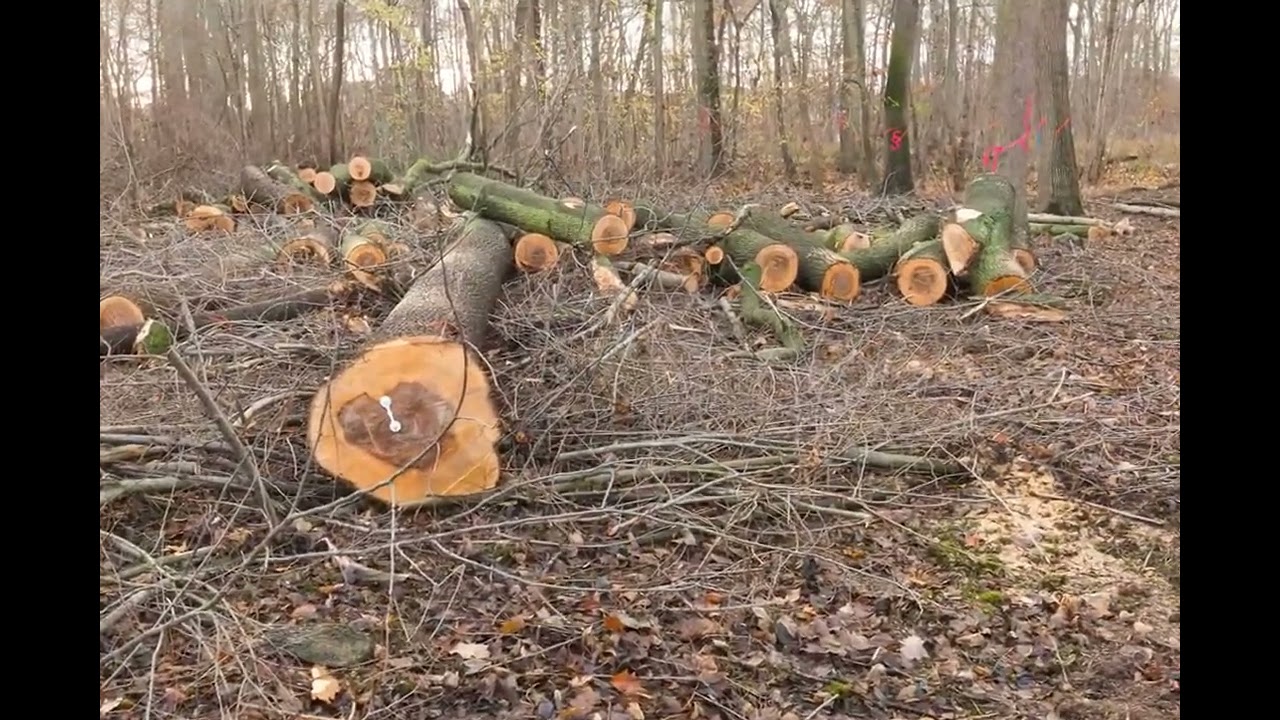 Eine der NuKLA eigenen Fl&auml;chen bei Wahren an der Wei&szlig;en Elster