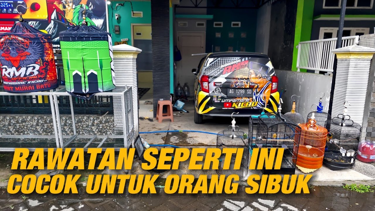 NYETAK BURUNG‼️RAWATAN SEPERTI INI COCOK UNTUK ORANG SIBUK