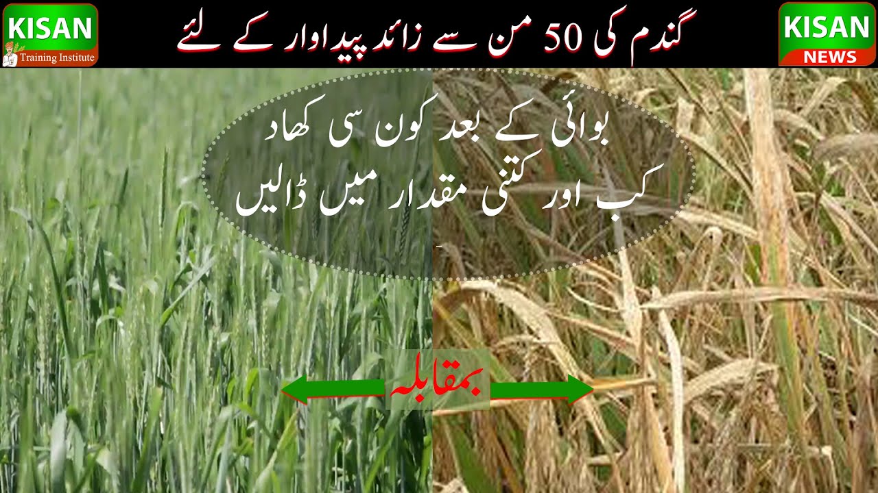 Wheat fertilizer recommendation|Fertilization after wheat sowing|گندم بوائی کے بعد کھادوں کا استعمال