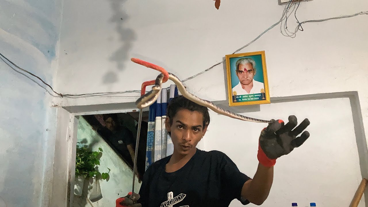 एशिया महाद्वीप का सबसे जहरीला सांप का रेस्क्यू करते समय कुछ ऐसा हुआ 😱 #common_krait (killer)