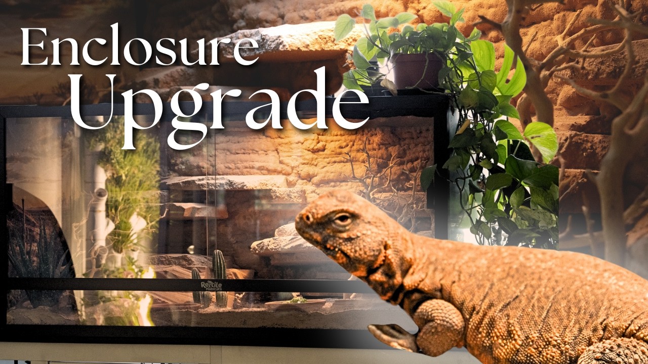 Uromastyx Setup | Building a Lizard Enclosure
