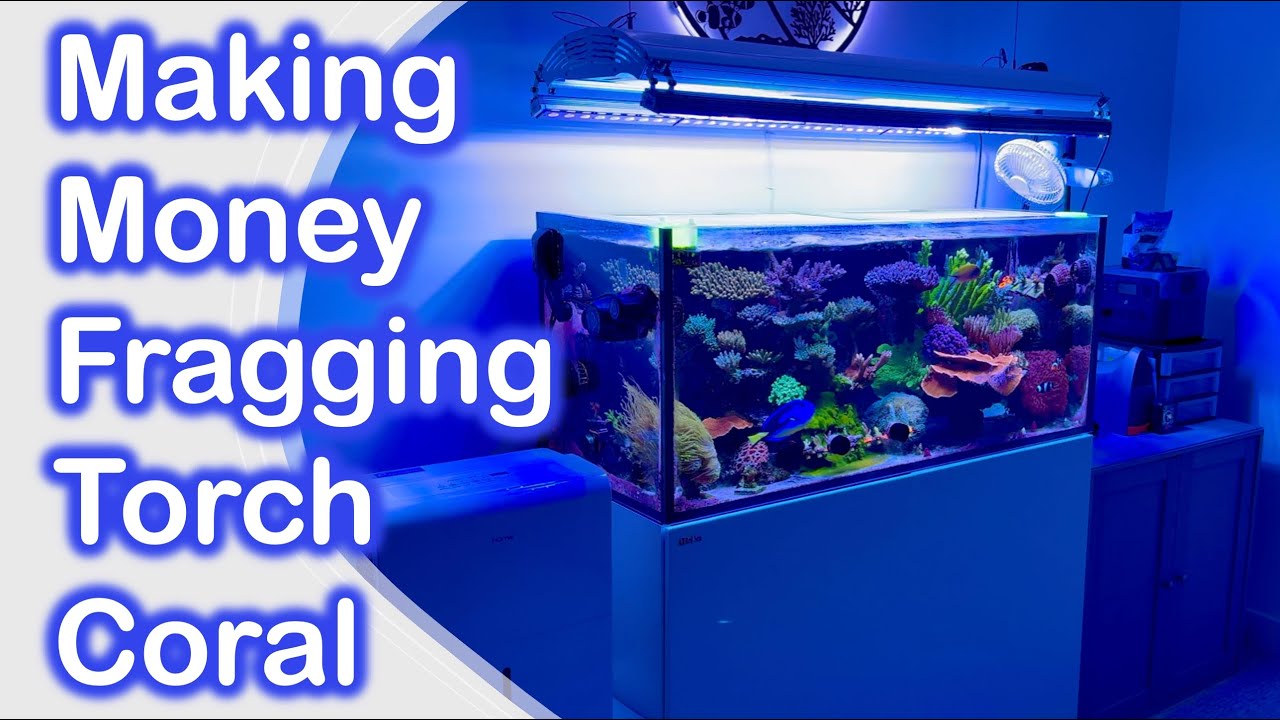 Making money fragging torch coral out of my Red Sea Reefer G2.