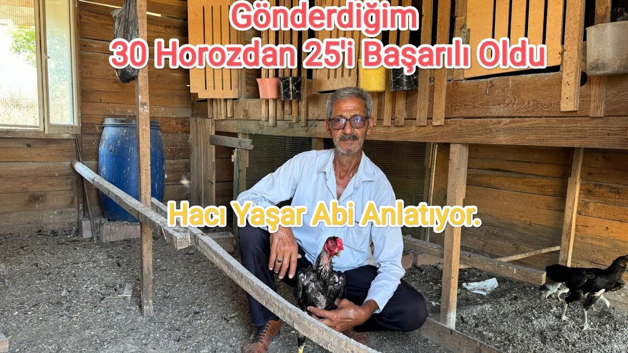 Gönderdiğim 30 Horozdan 25’i Başarılı Oldu.Tüm Yavrular Star Çıkmaz.Hacı Yaşar Abi Anlatıyor.