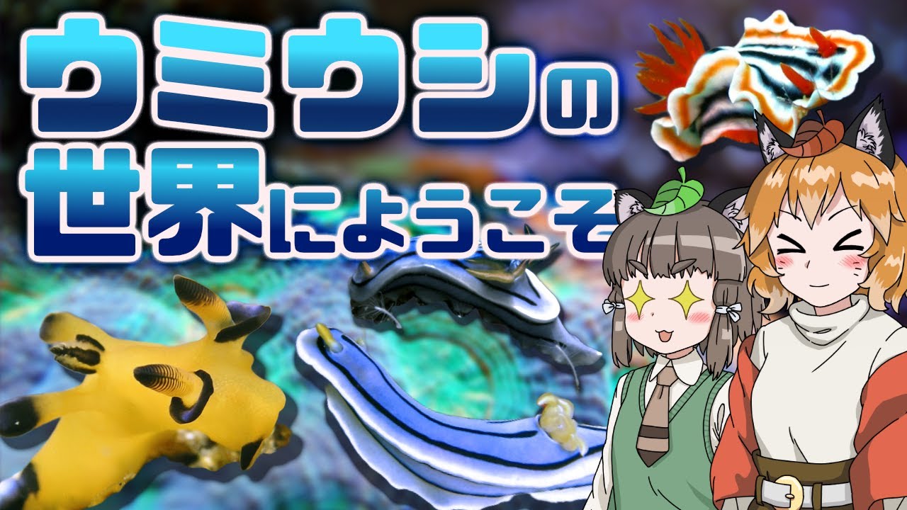 【ゆっくり解説】ウミウシの世界にようこそ！実は貝の仲間！？変なウミウシもまとめて紹介