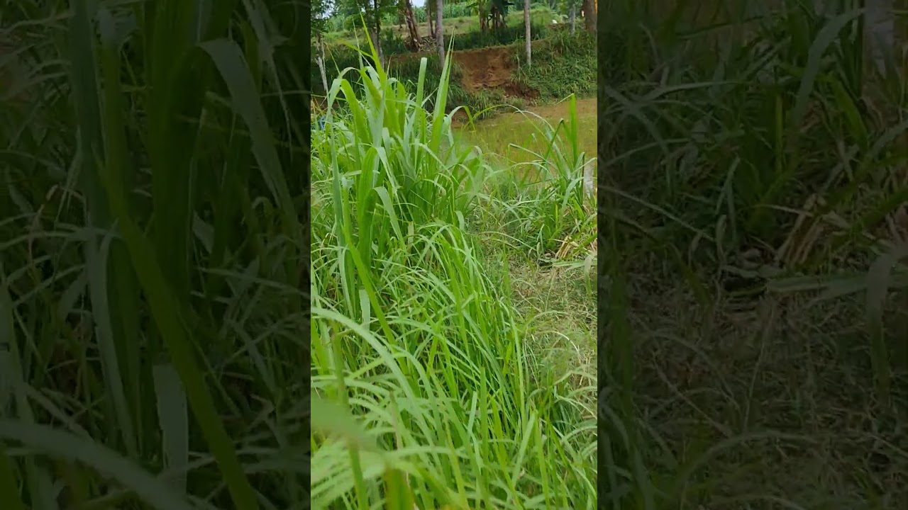 berjalan direrumputan hijau