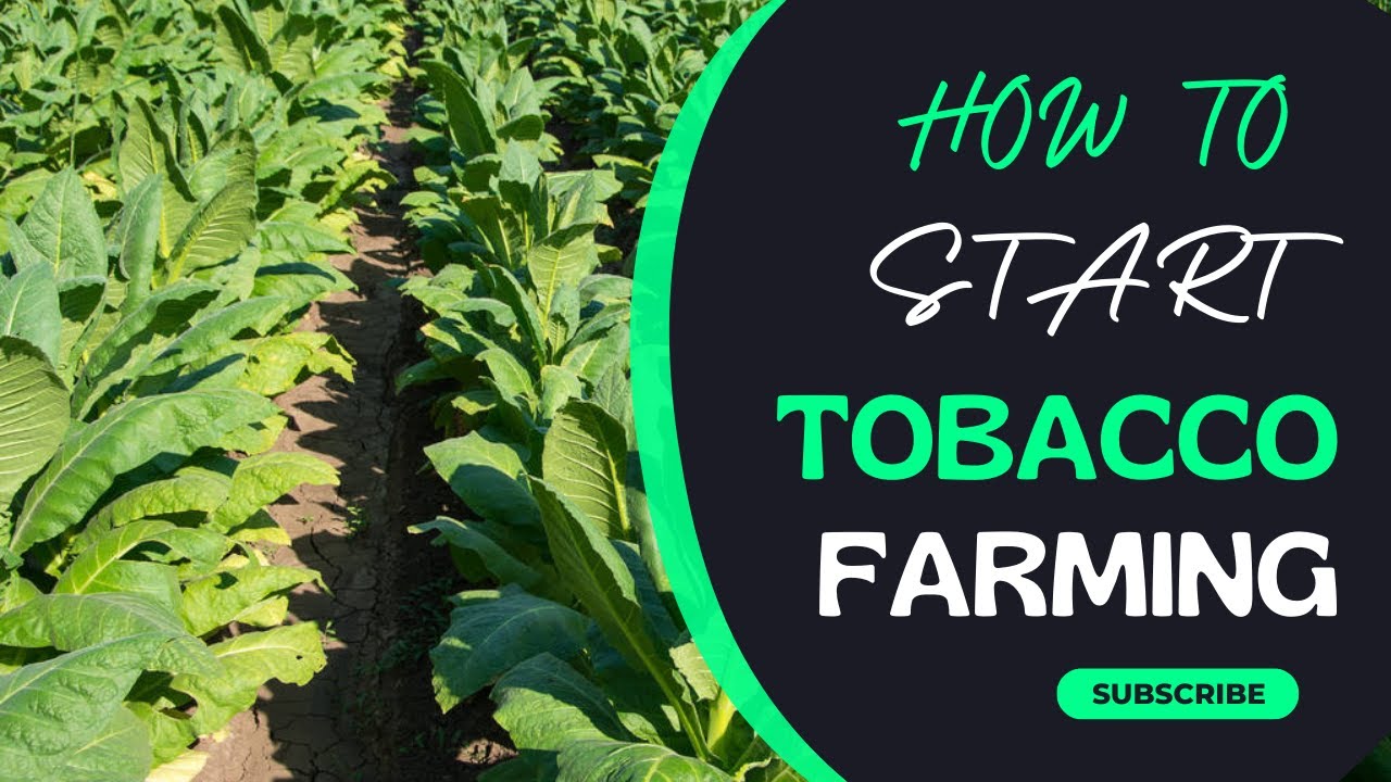 How To Start Tobacco Farming In Zimbabwe