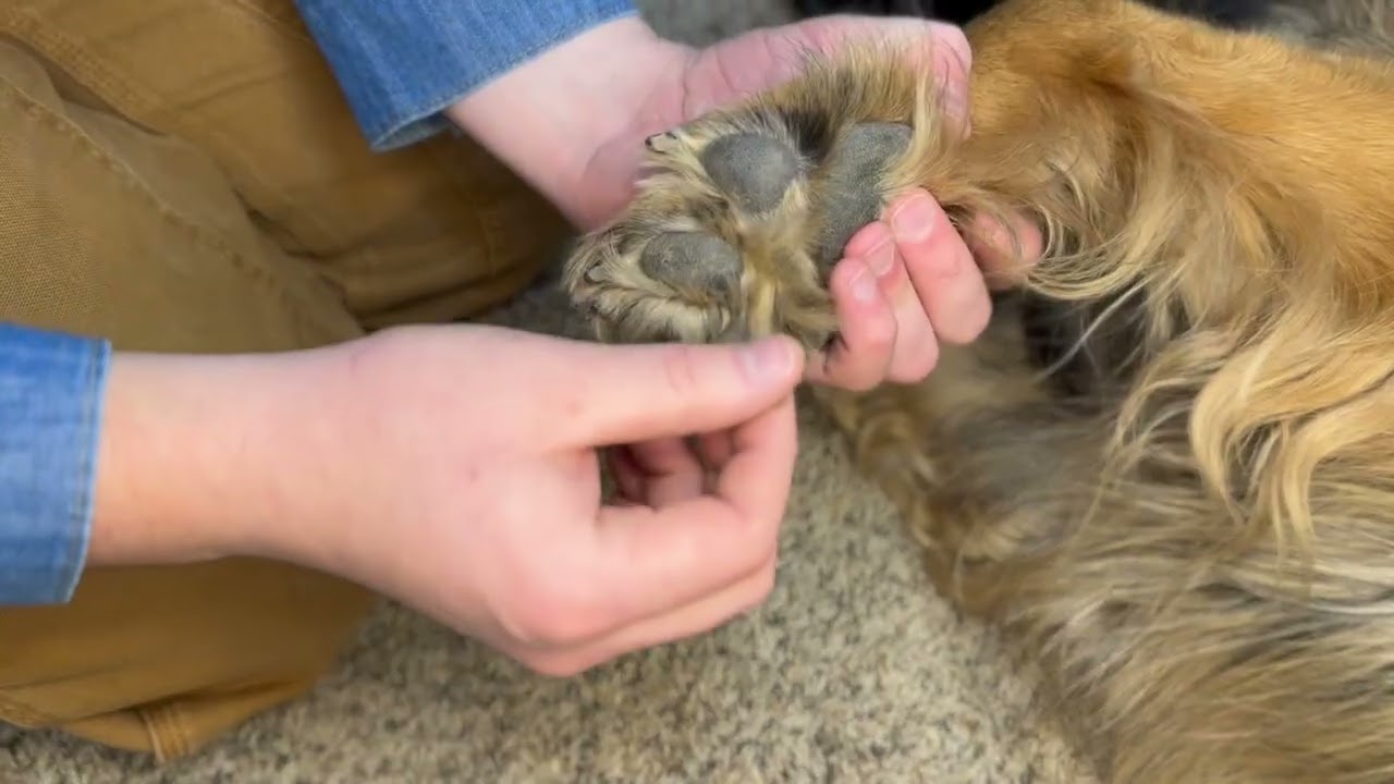Meet the Silent Groom Pro Paw Trimmer!