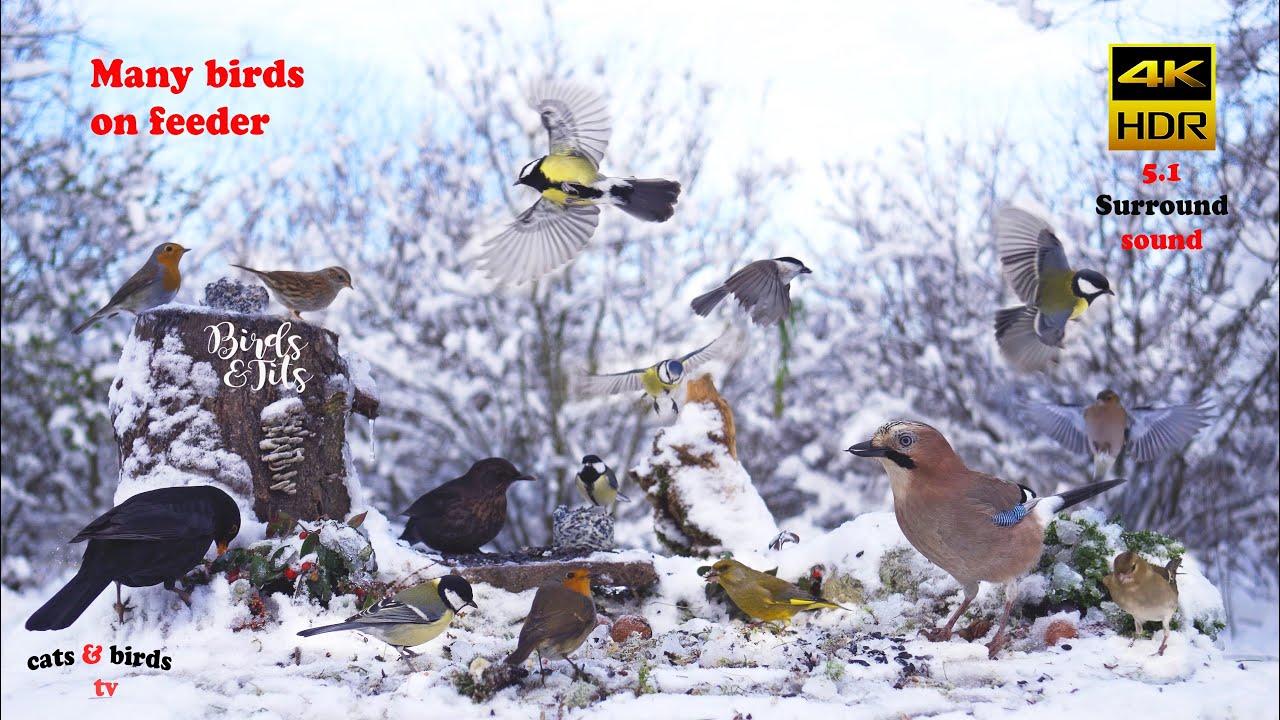 Birds: Many birds on feeder  - 4K HDR - CATs & Birds tv