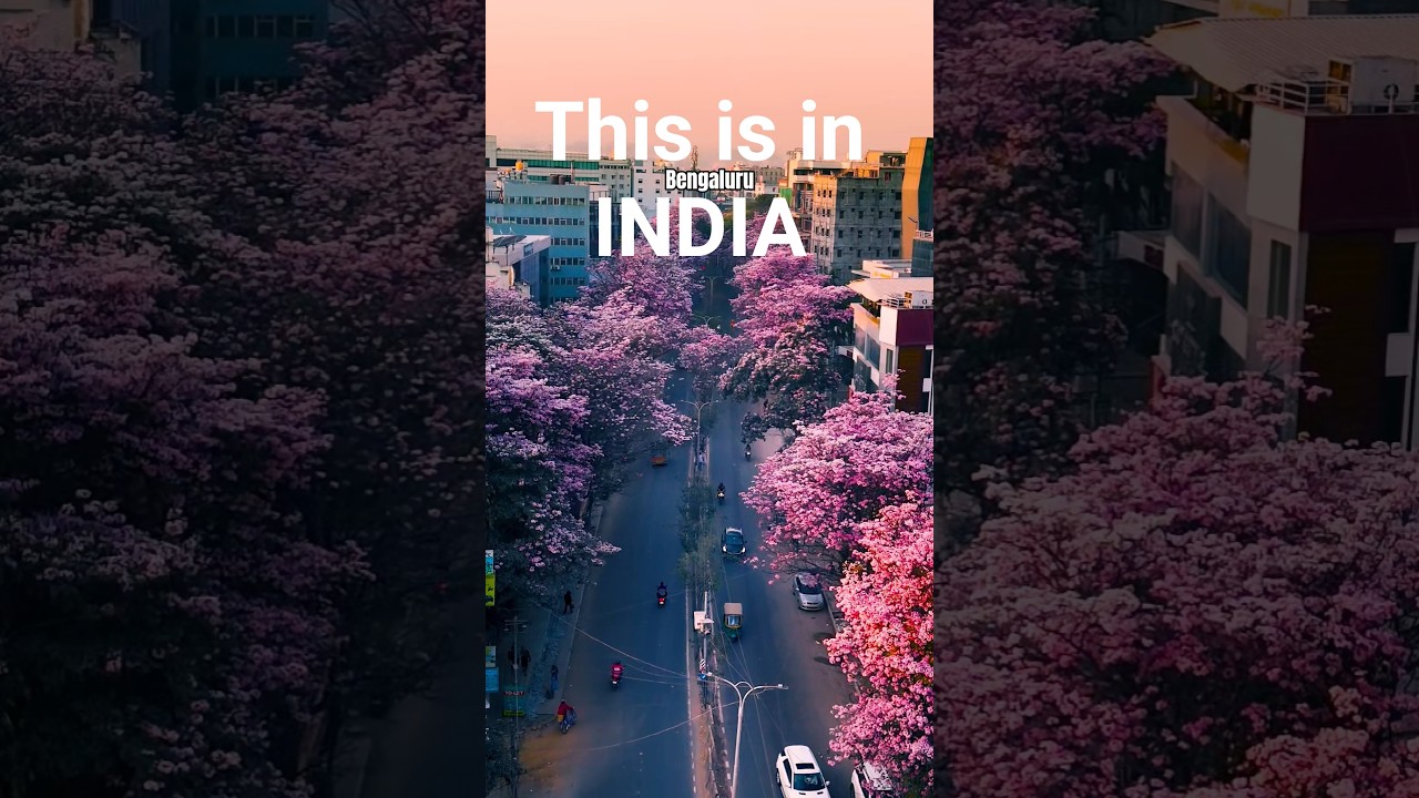 Is This Japan? 🌸 No, It&rsquo;s Bangalore!