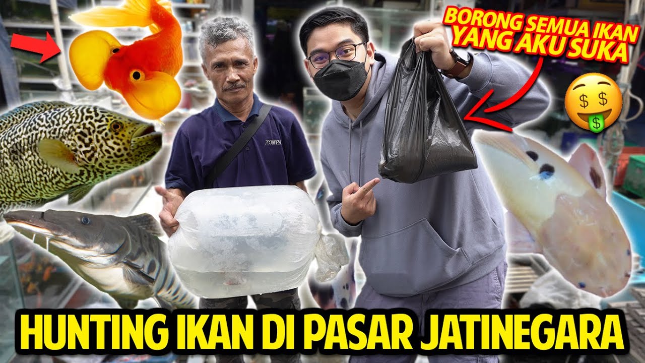 HUNTING IKAN APAPUN YANG AKU MAU DI PASAR JATINEGARA! PASAR IKAN TERBESAR DI JAKARTA TIMUR! BORONG!