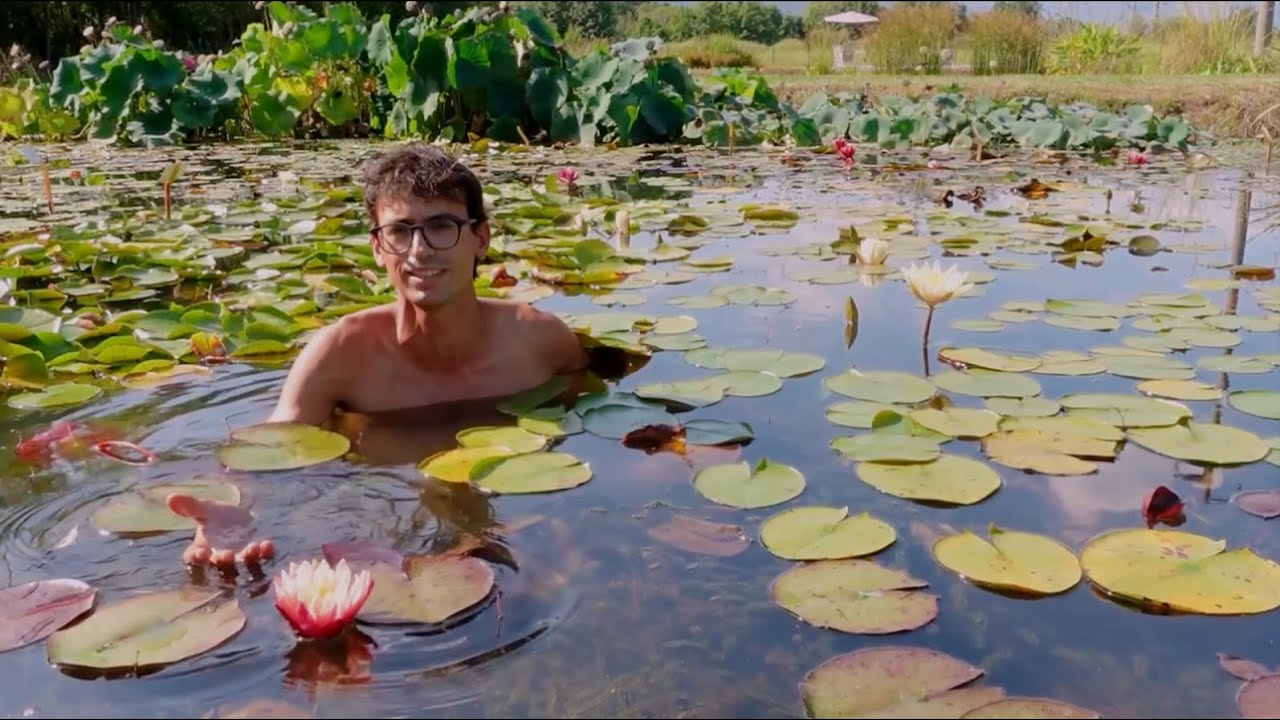 Convertire una piscina in laghetto con piante acquatiche