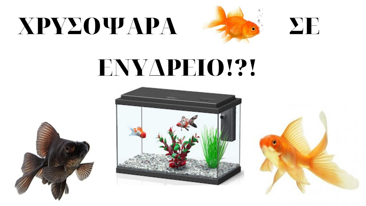 ΧΡΥΣΟΨΑΡΑ ΣΕ ΕΝΥΔΡΕΙΟ!?!