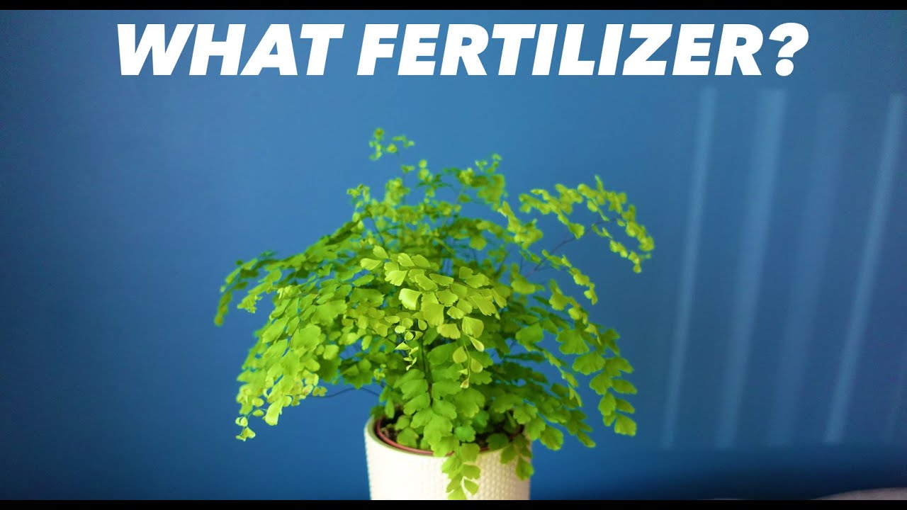 Best Fertilizer For Your Maidenhair Fern - Adiantum Raddianum