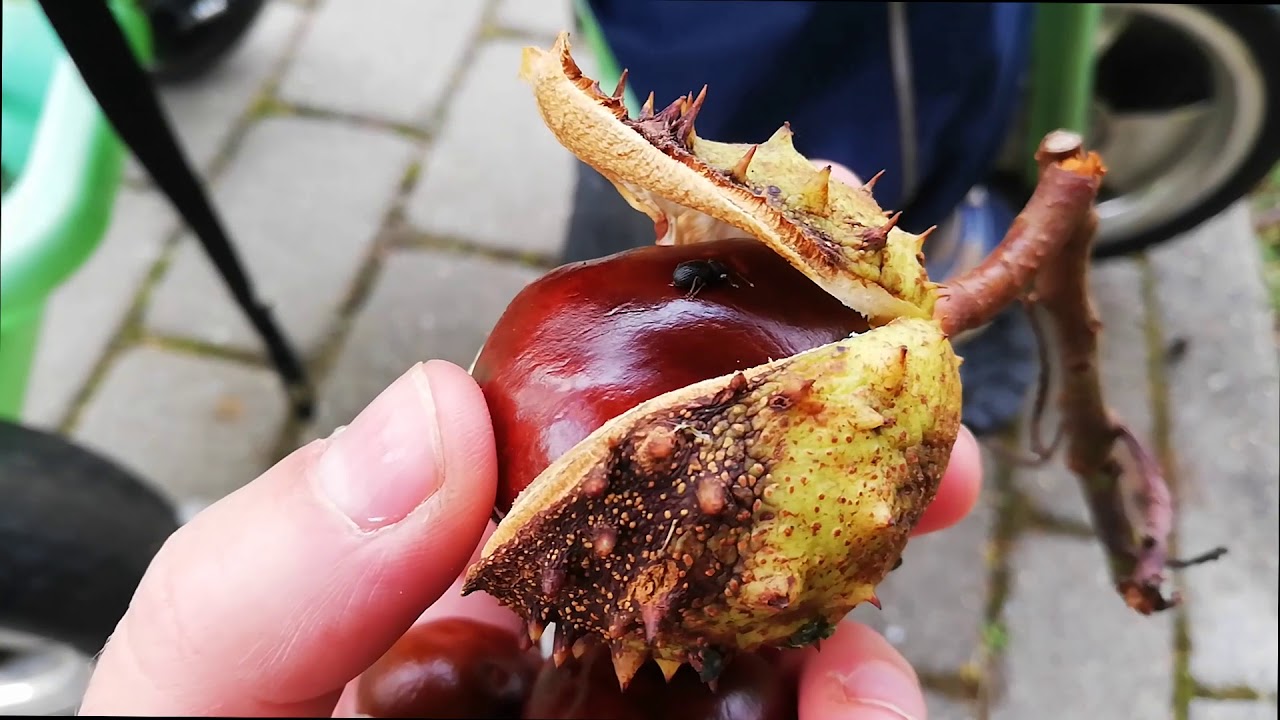 Dabas Pētnieki - Kā jums gāja rudenī?