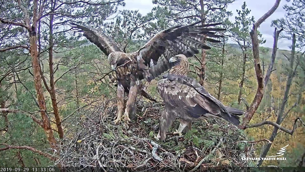 Golden Eagle~Adult male and immature female on nest~1:30 PM 2019/09/29