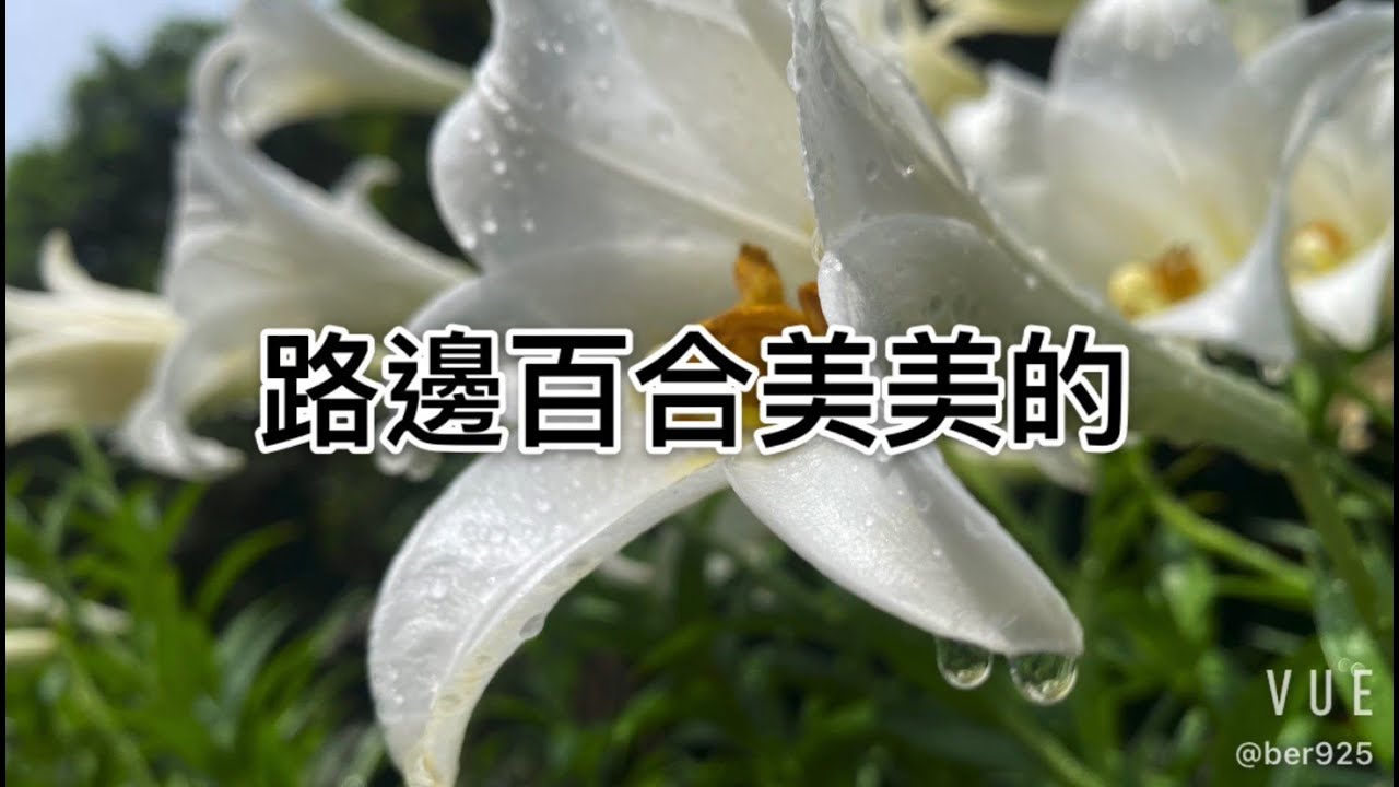 黃石公廟百合花海