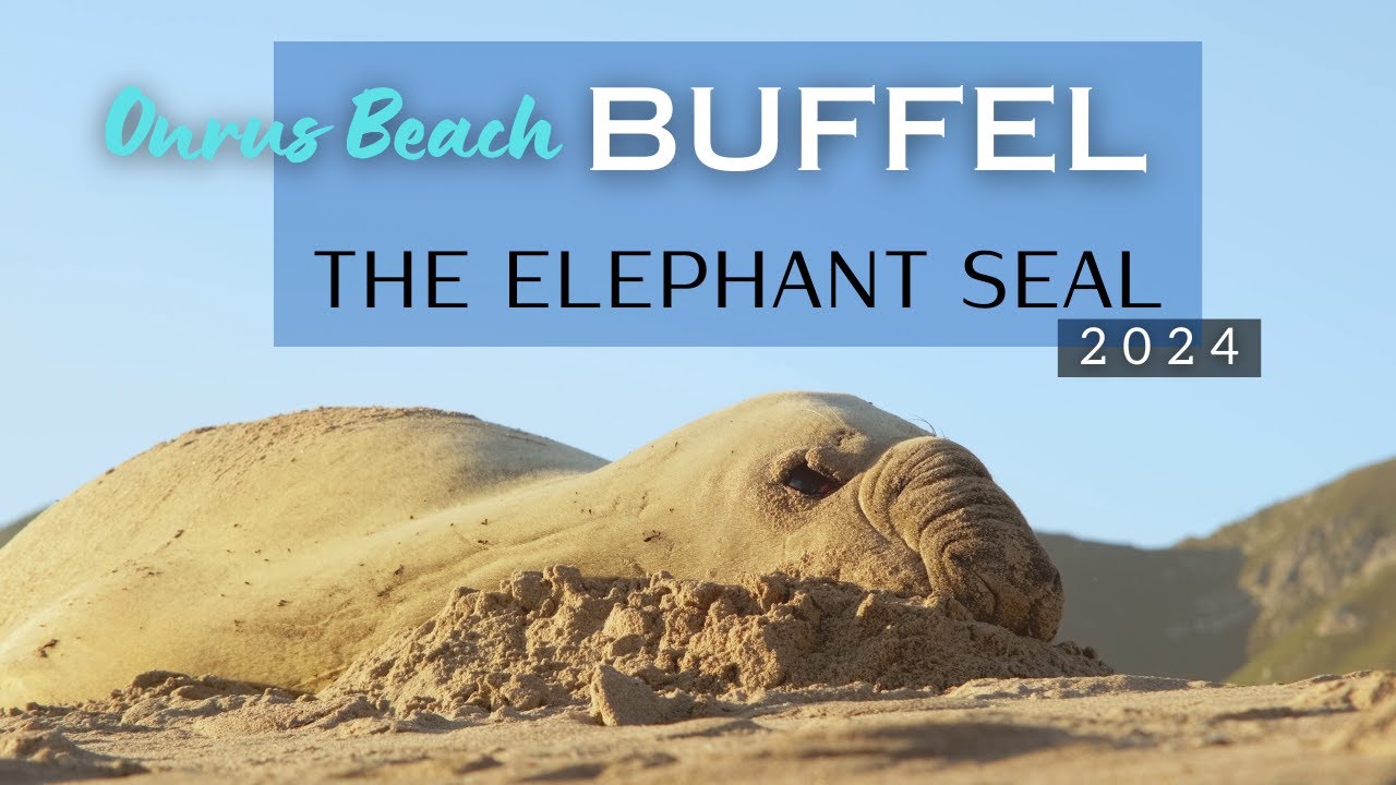 Buffel the Famous Elephant Seal on ONRUS beach [4K]