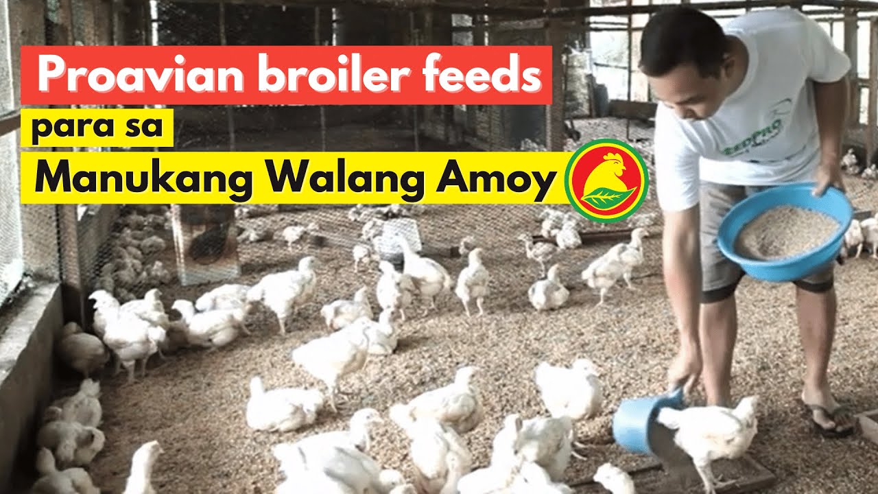 Proavian Feeds para sa Manukang Walang Amoy at Iwas Langaw
