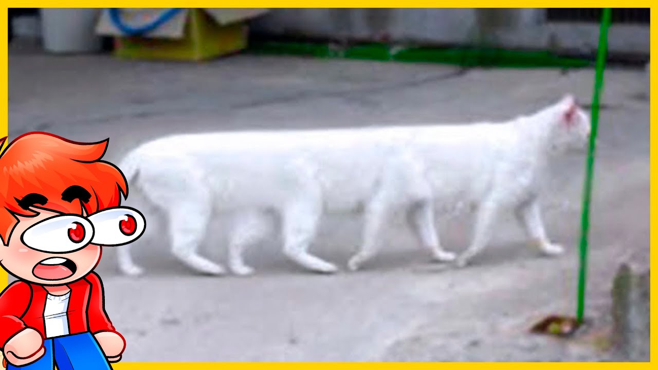 15 Gatos Que Nacen Solo Una Vez Cada Mil Años 😱😨 | JoelESP REACCIONA a Búho Sabio
