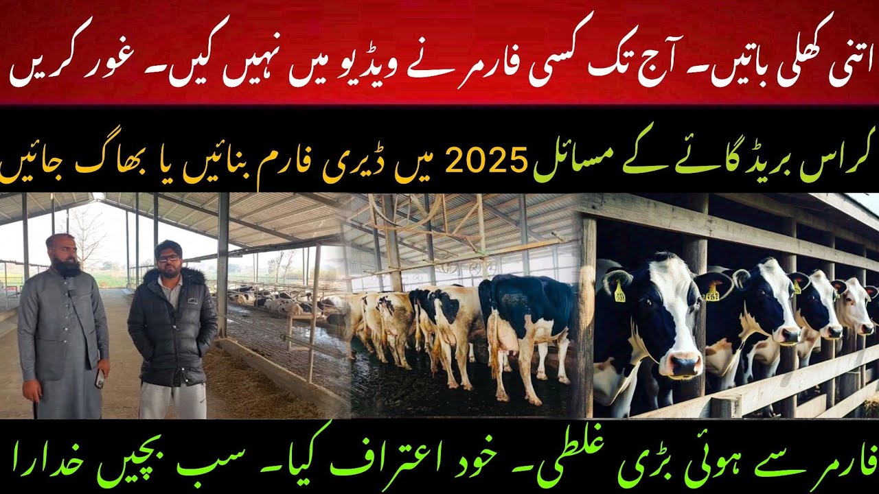 2025 crossbred cow business feasibility II Dairy business in 2025 II Dr. Muzzammil Hassan