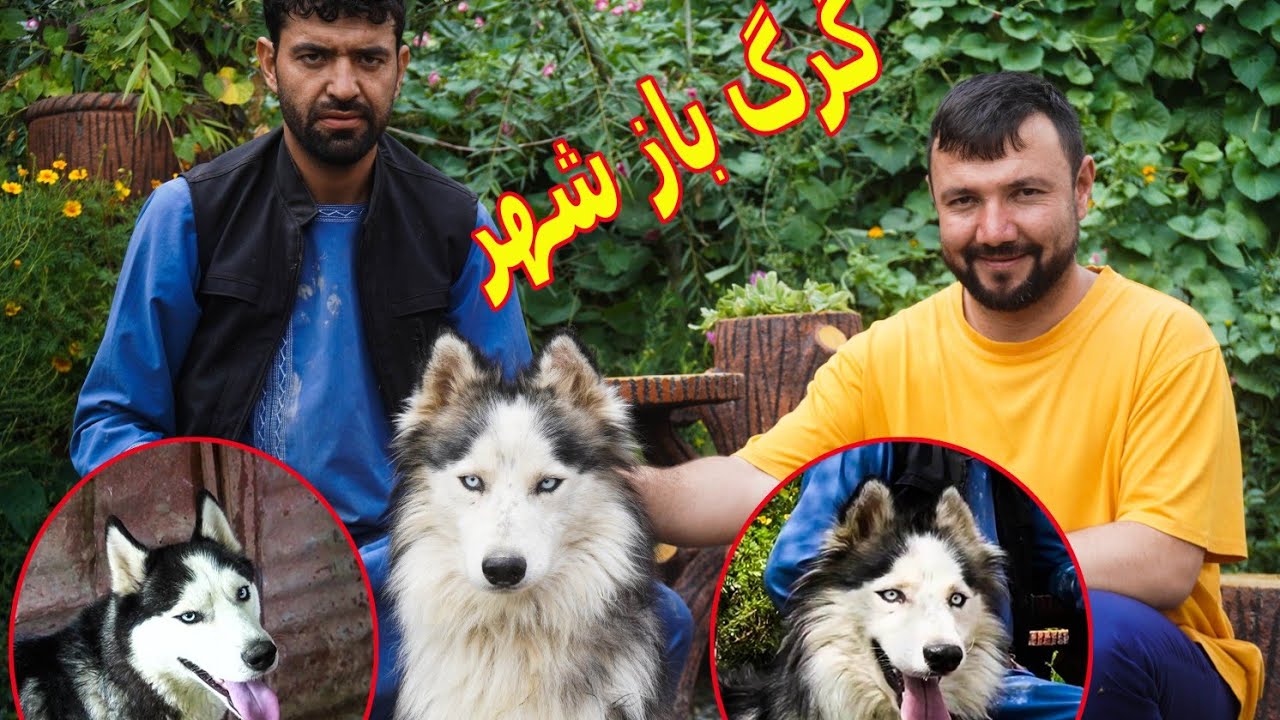 گرگ های هاسکی قیمتی حاجی بشیر تهیه مسکن the expensive wolves of the wolrd in Kabul
