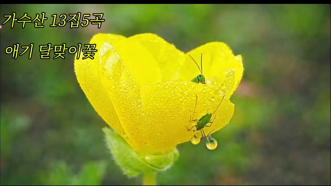 🌸가수산13집 5곡 🎵애기 달맞이꽃 
