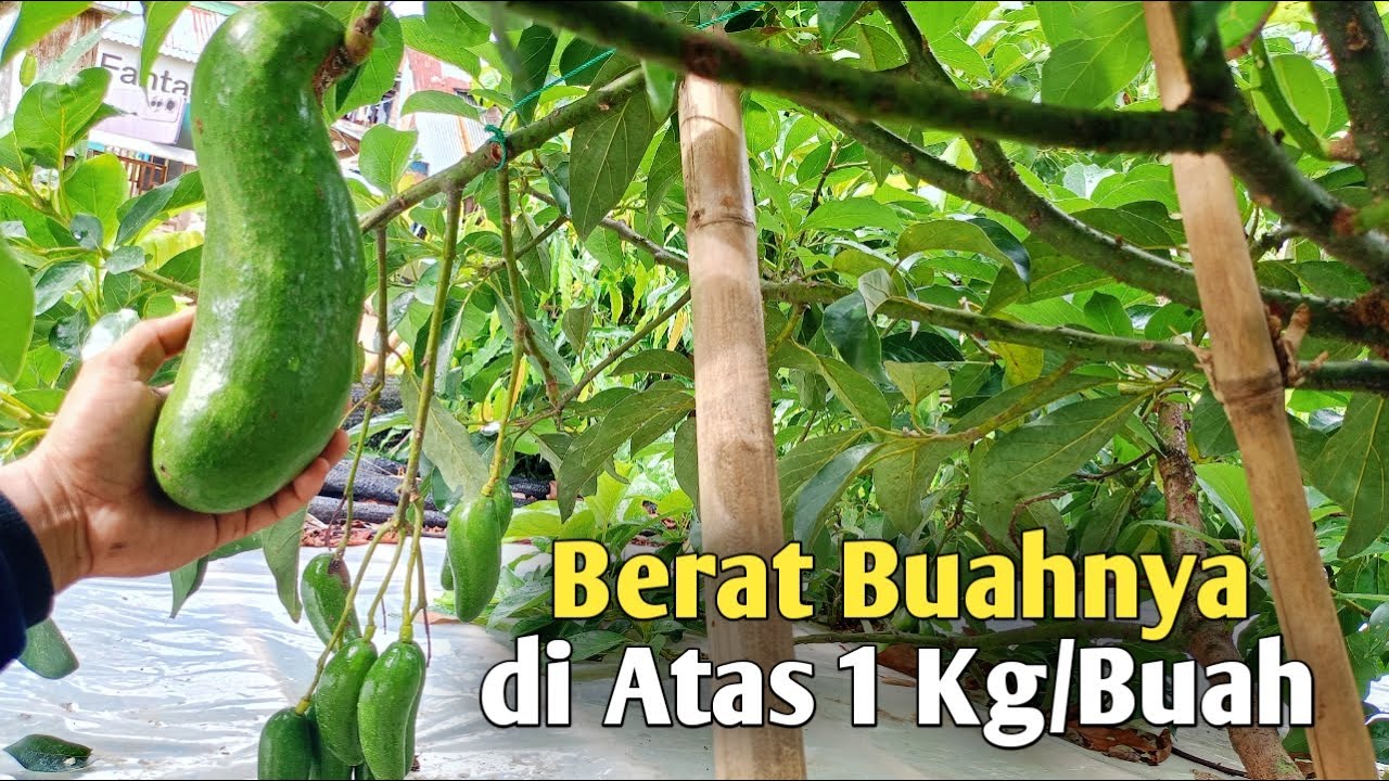 Alpukat Terviral Saat ini ! Cepat Berbuah dan Cocok Untuk Daerah Panas !