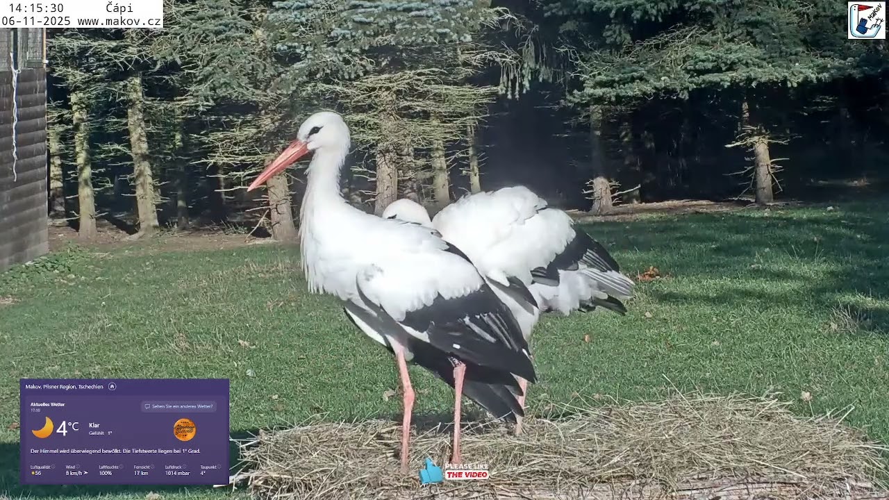 2025 11 06 Tierrettungsstation MAKOV, Guten Tag allen Stochenfreunden, Klapper Klapper😀😀☀☀