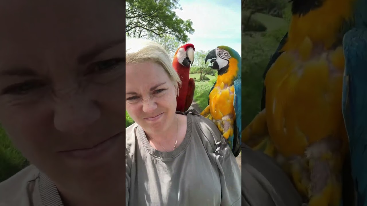 I take my dog for a walk with my free flying macaws in the UK #parrots #macaw #dog