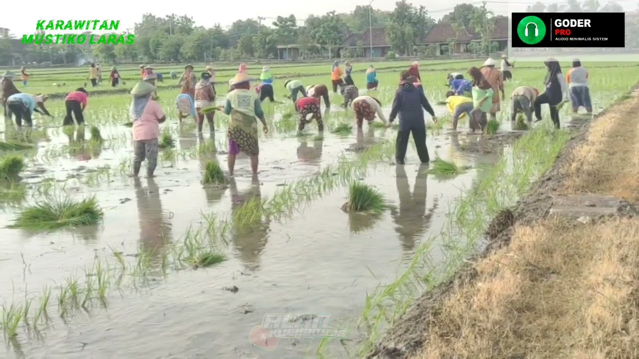 Tradisi Tanam Padi/Tandur nAnggap  Langgam Tayub Mustiko Laras Didesa Mojodelik kecamatan Gayam 