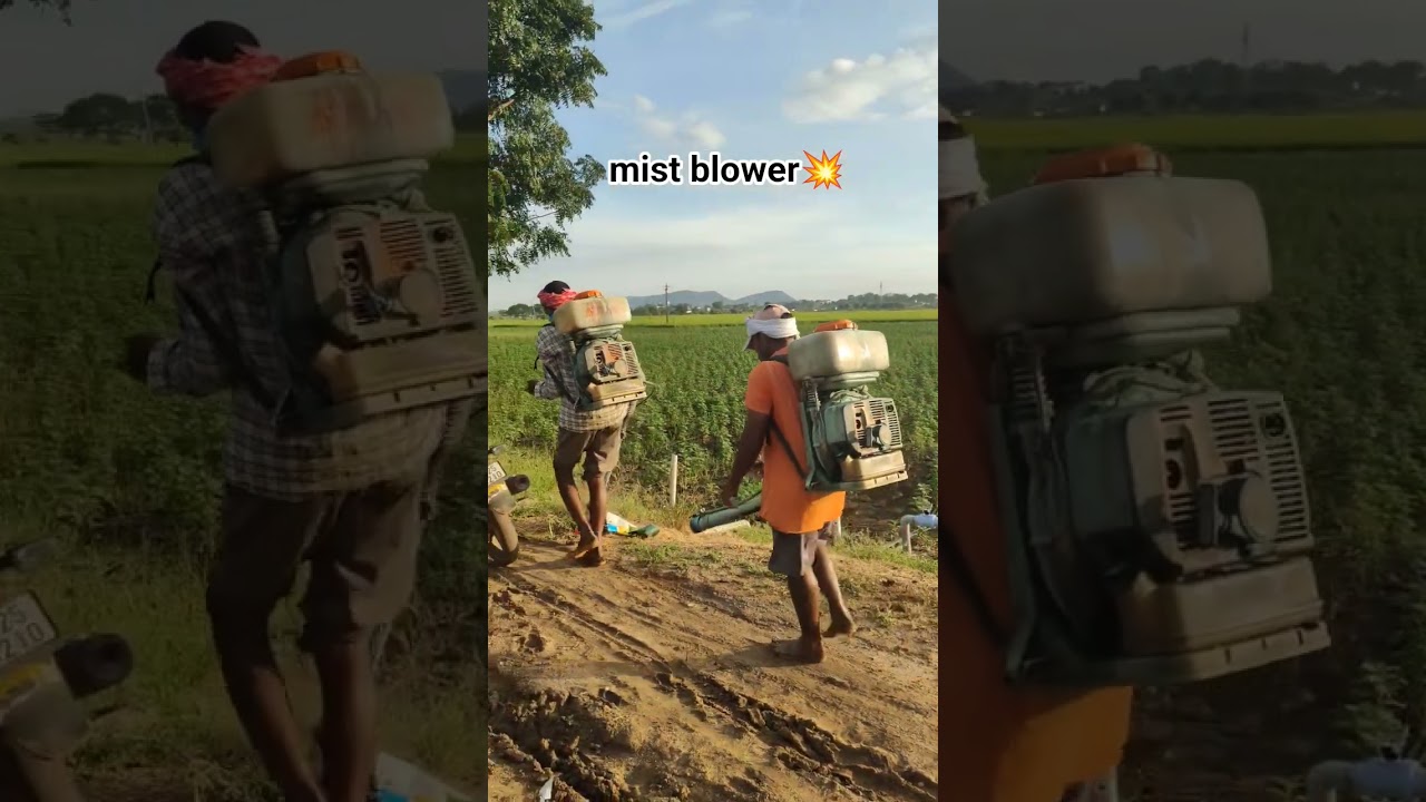 mist blower spraying in marigold&nbsp;#trending #mariglod#mistblower
