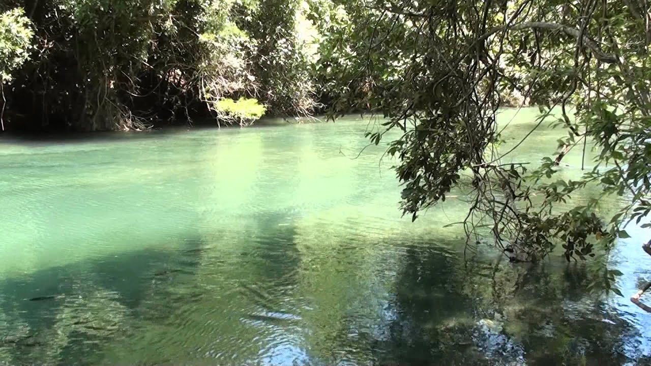 SONS DA NATUREZA PARA RELAXAMENTO, RIO DA PRATA ÁGUA DOCE, CANTO DE PÁSSAROS, LUGARES PARADISÍACOS.