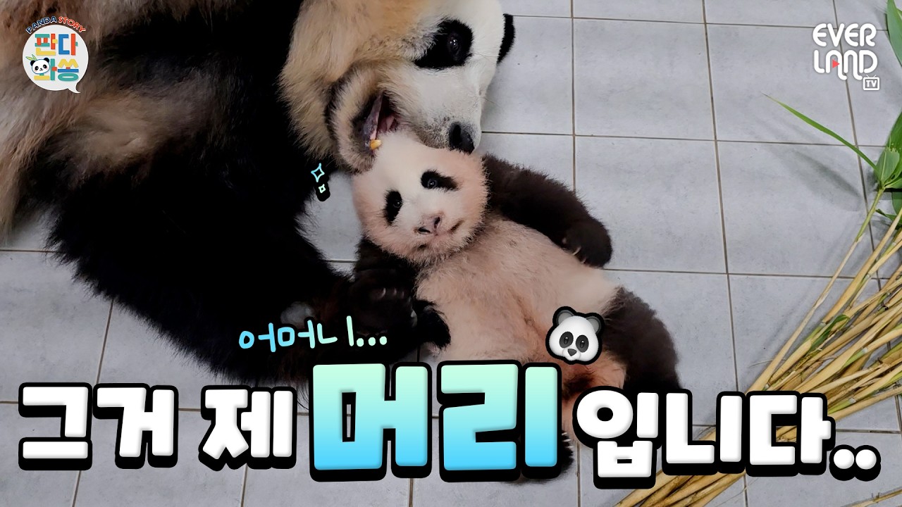 They were just too cute..｜#PandaAndSong #270