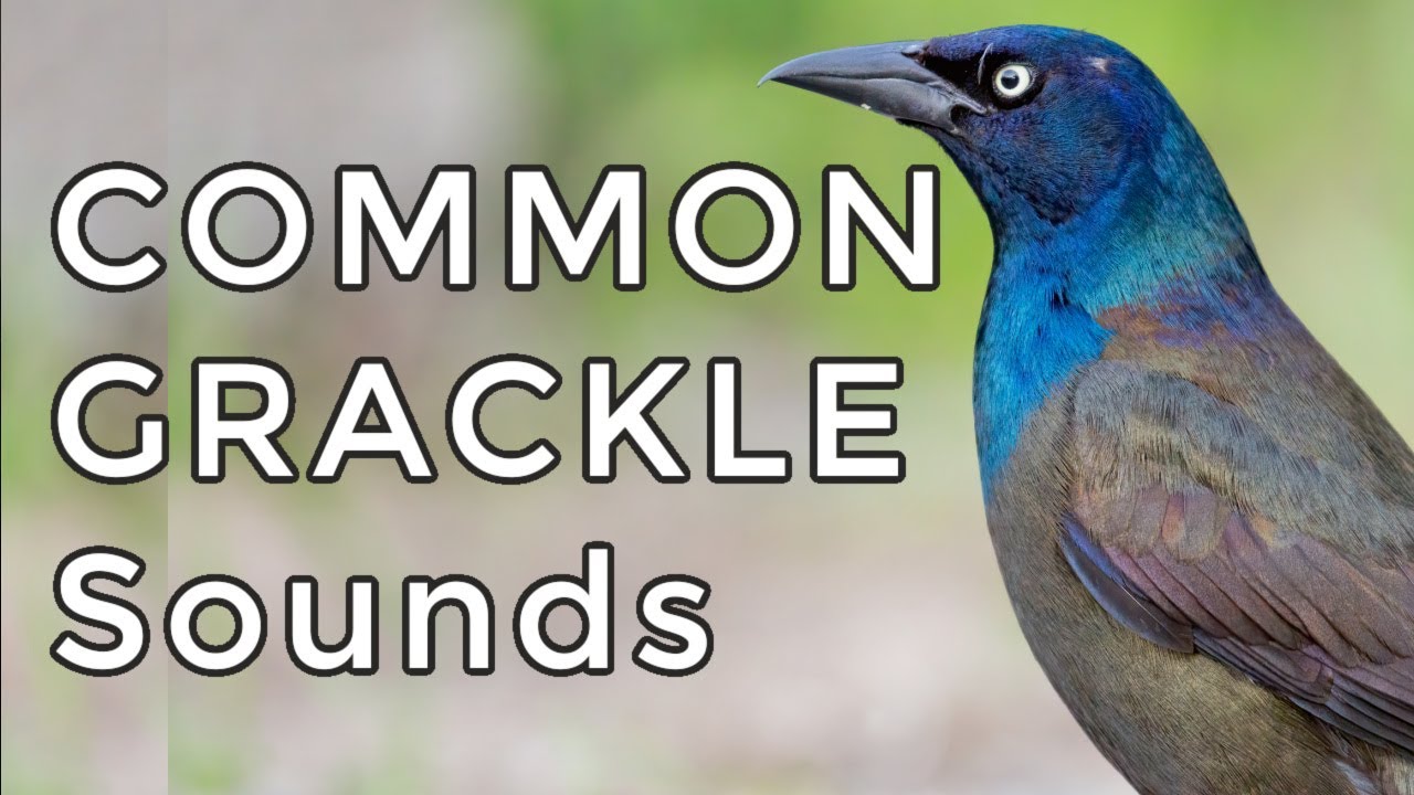 Common Grackle Songs & Calls: Learn TWO common sounds
