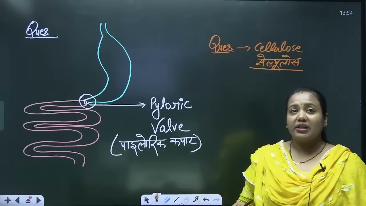 Lecture Digestive system   part 05