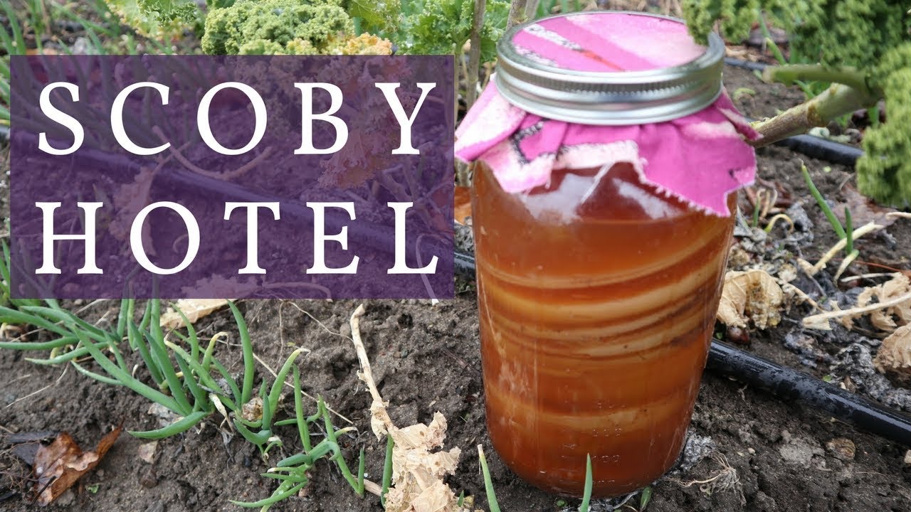 WHAT IS A SCOBY HOTEL?  and why you need one