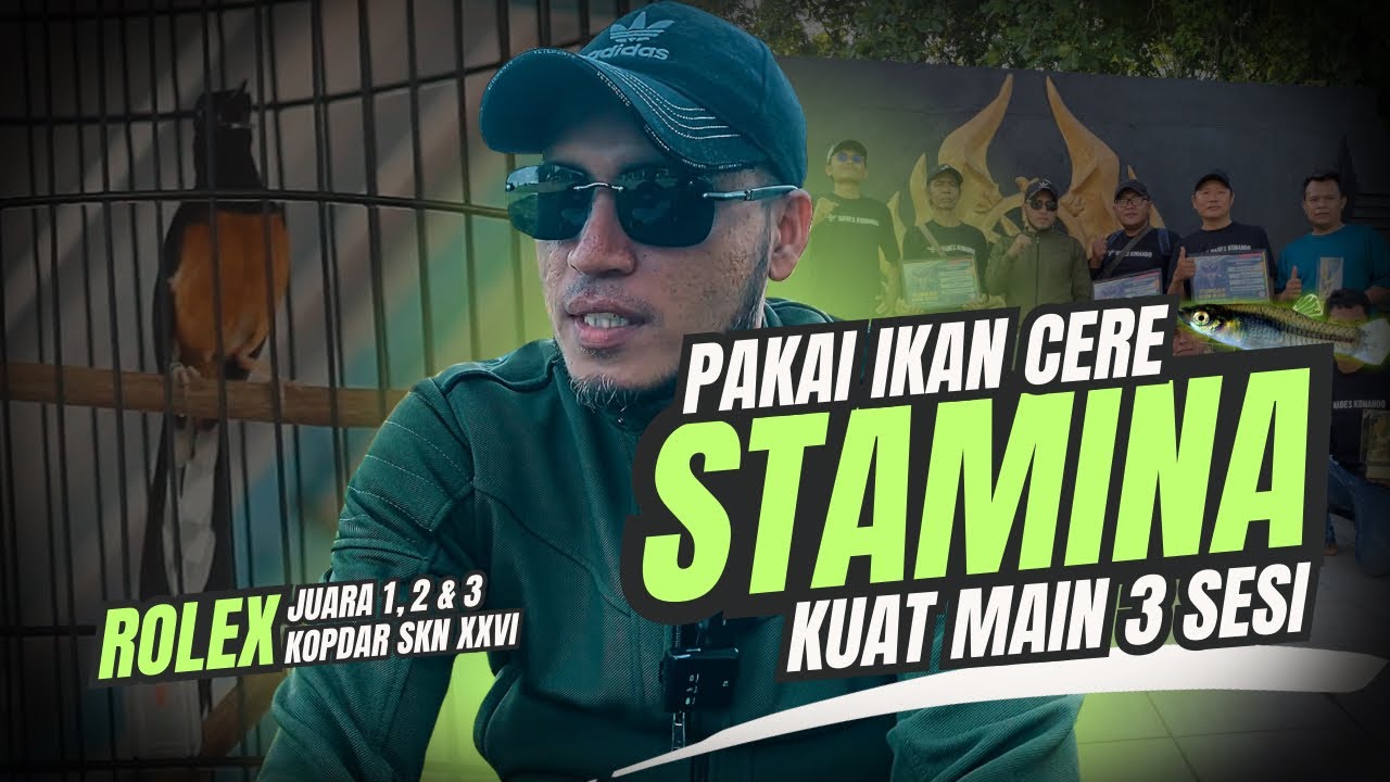 Mau Murai Stamina Kuat!? Coba Pakai Settingan Ala Rolex